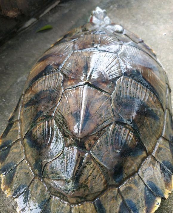 |广西老乡捡到“山乌龟”，背甲似墨，这是价值数千元的石墨龟？