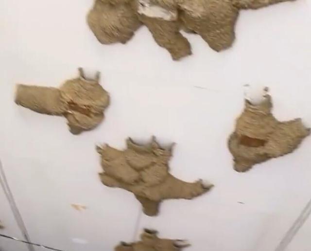 陶莉点评 稀奇！男子家被燕窝“霸占”，数量接近百个，网友：住燕子家了