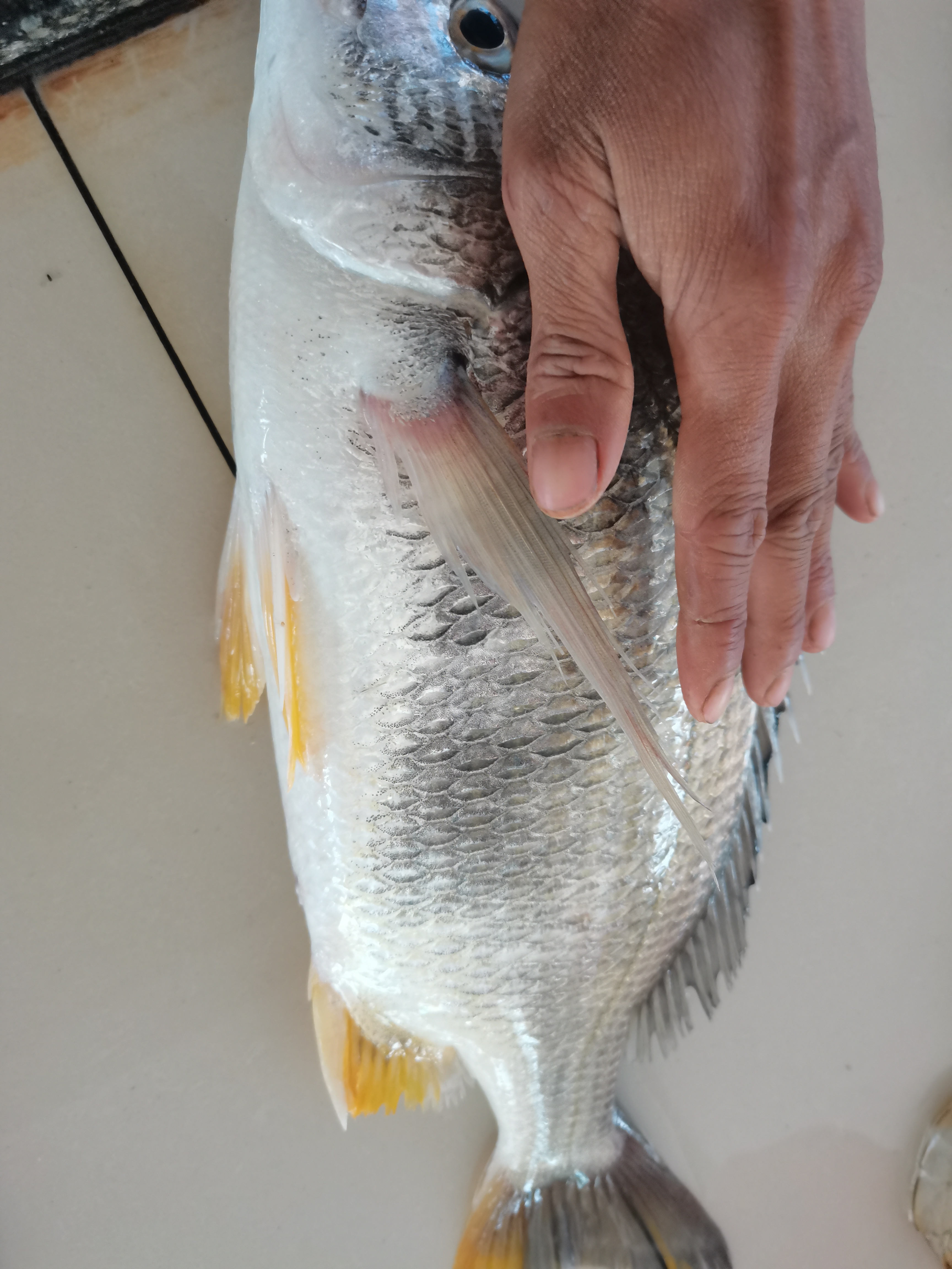 湛江|来湛江一定要去钓鱼，渔获每条都上一斤重，冬季最佳海钓场