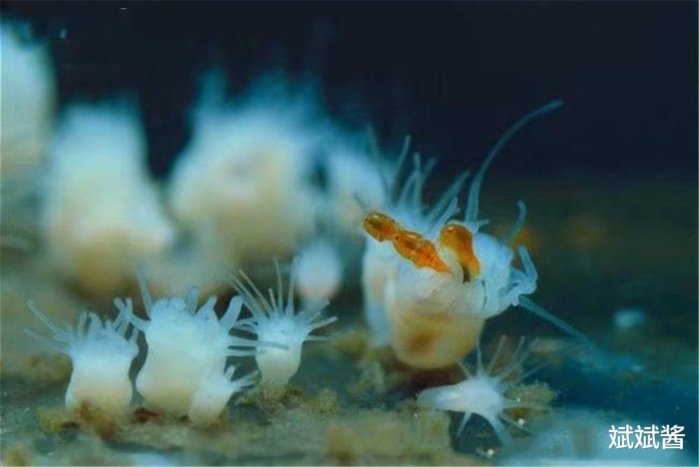 灯塔水母 遇到危险会“返老还童”的灯塔水母，它有何能力，是永生的吗？