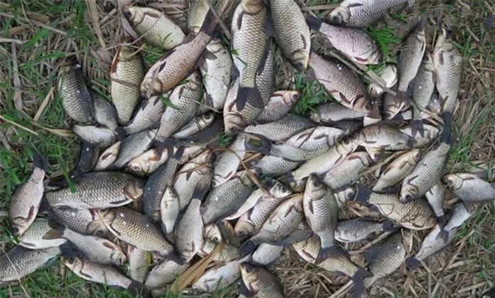 饵料|什么时候吃透了钓鱼的这几个经验体会,新手就能升级成老鸟了