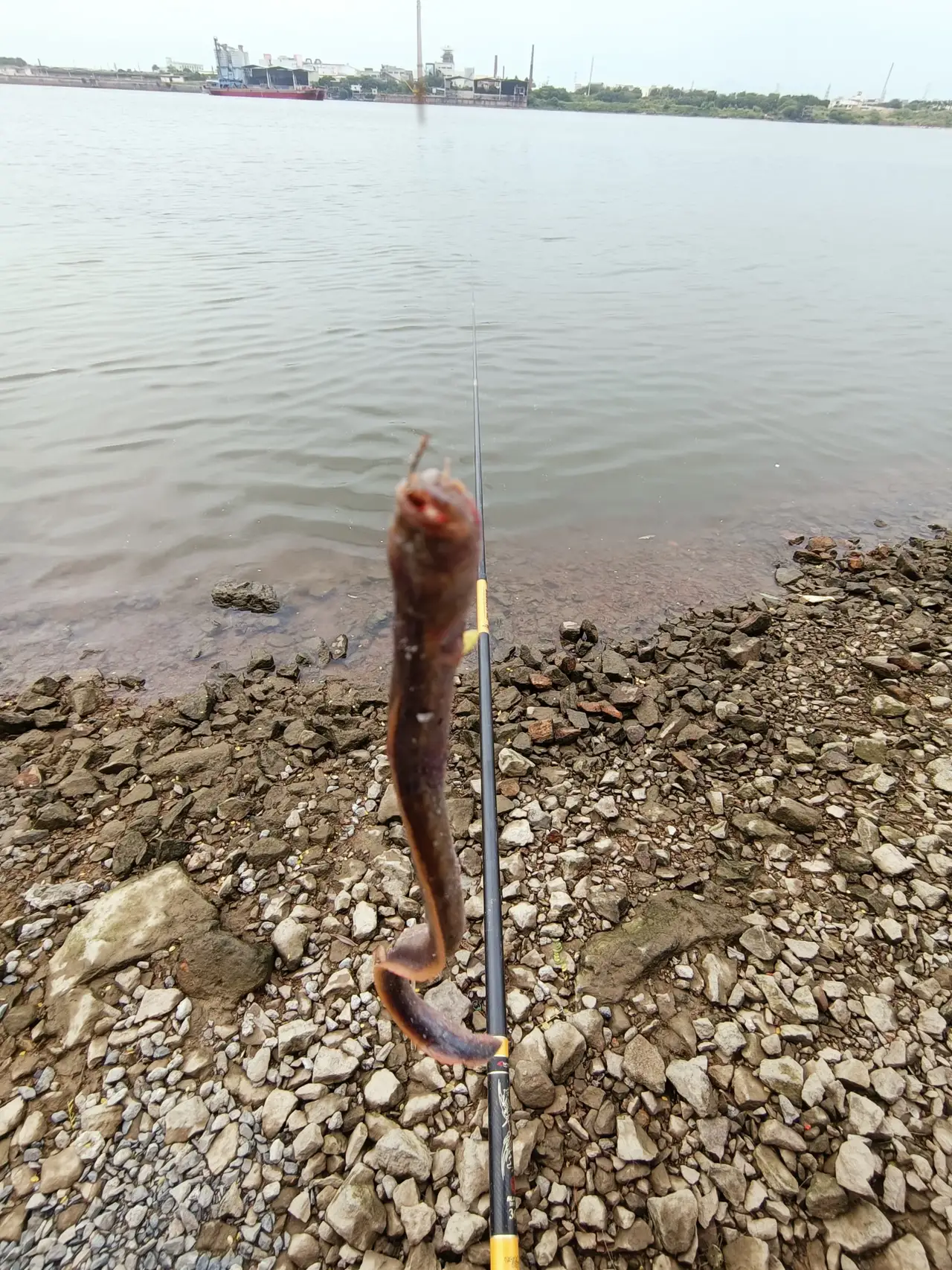  东江钓到一条未知鱼类相似泥鳅样，钓友说: 能吃吗？