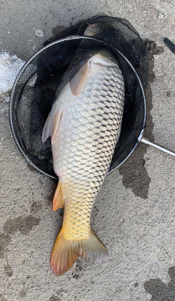 饵料|盘点几个被鱼鄙视的瞬间，鱼：小老弟，你会钓鱼吗？