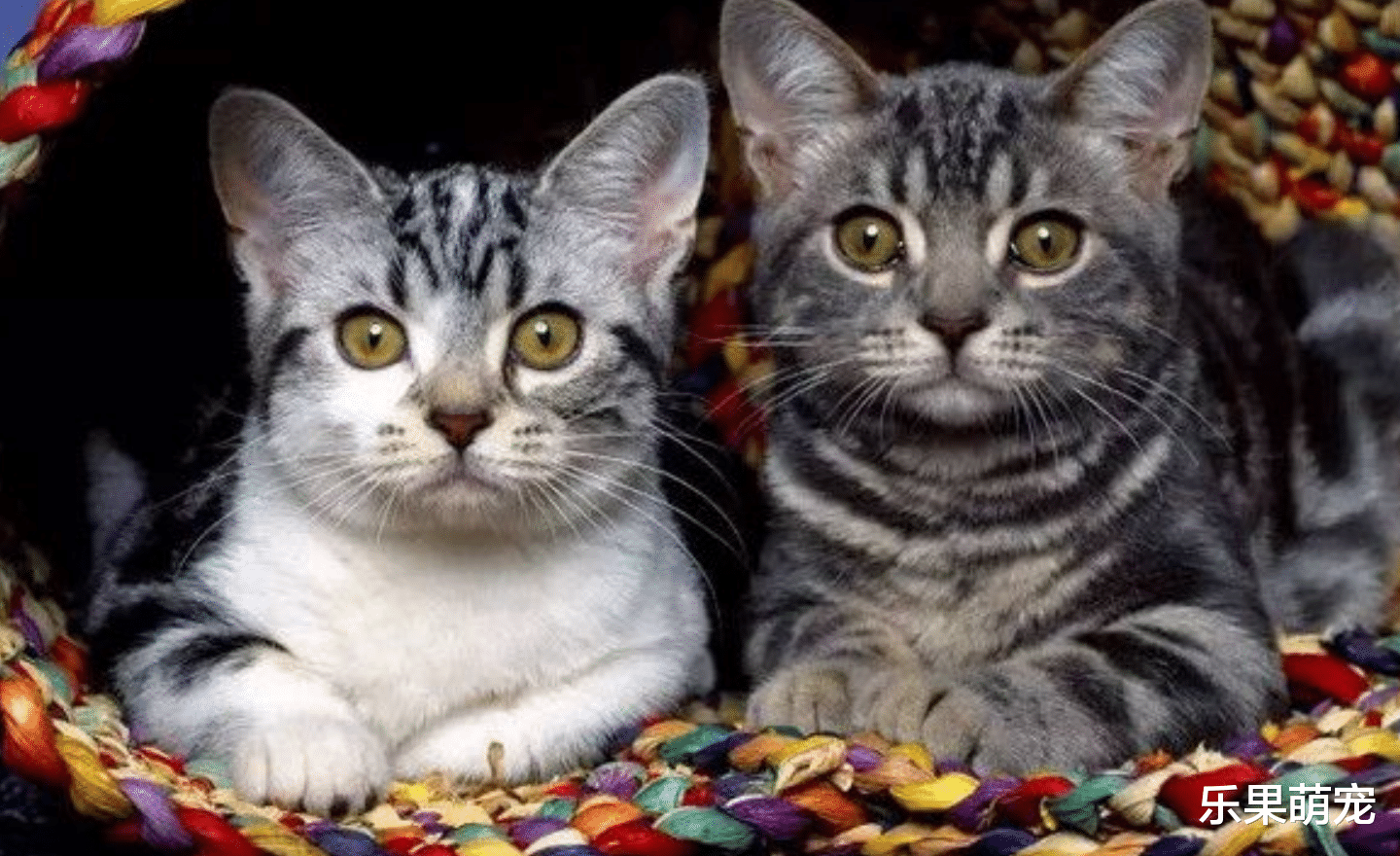 猫咪超重不是好事，为了猫咪的健康着想，主人需要督促它们减肥