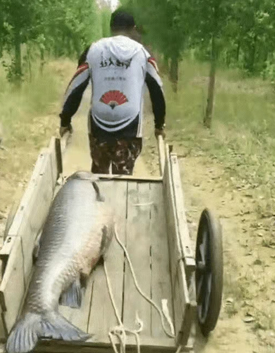 |两钓友钓获生长30年以上百斤巨青, 没放生, 没出售.而是杀了吃肉