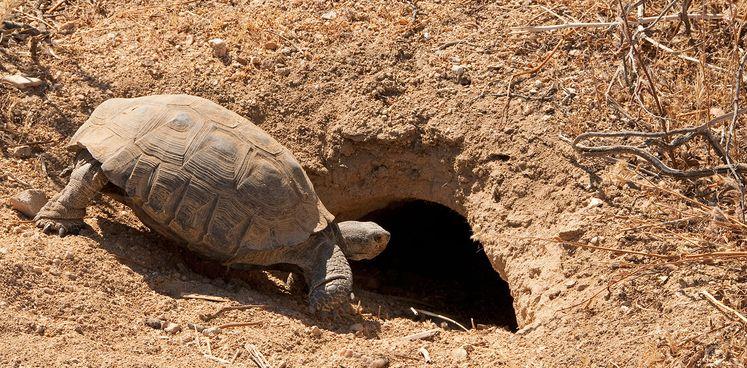  乌龟是如何成为科学家们的“噩梦”的？堪称进化论的终极BUG