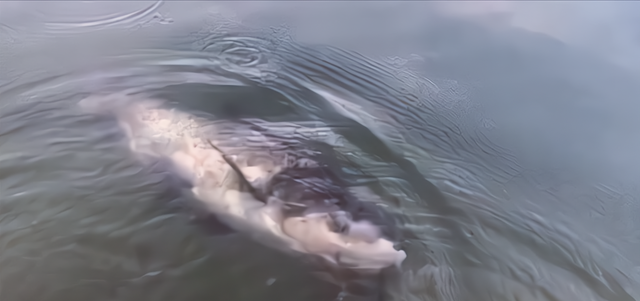 水库|四川一男子在40年的水库盘黑坑，意外收获“米级”鲢鳙王，羡慕吗