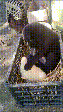 景甜|“易孕体质是种什么感觉？”三观无法令人苟同！哇哈哈哈哈～