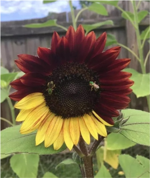 外星生物 30张“有意思”的趣图，奇怪的知识点又增加了