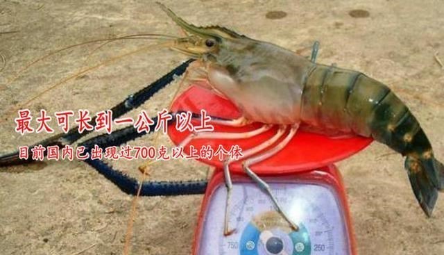 珠江|大虾入侵珠江，有人钓起一只发现满腹虾卵，这是要开始繁殖？