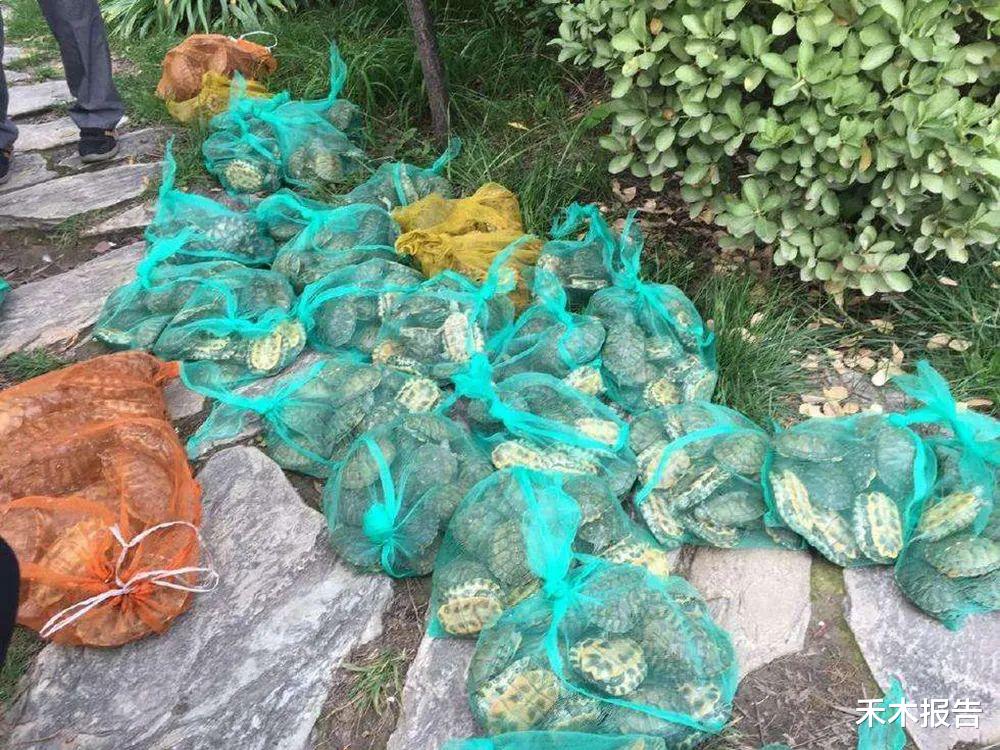  30年前作为食物引入我国，曾被大量养殖，却因人为放生泛滥成灾