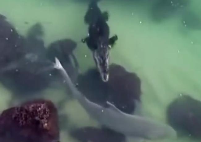 |鳄鱼和鲨鱼碰上谁会赢，这两种史诗级的巨兽相遇，会发生怎样的事