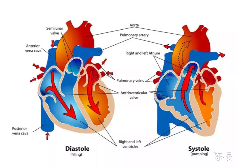 人工心脏|陈根:新型人工心脏,或可拯救严重心衰患者