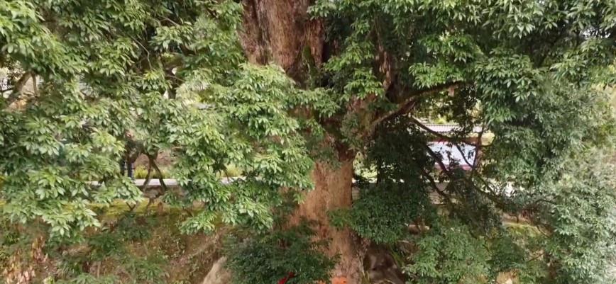 社火烈烈的夜晚 ?重庆发现千年金丝楠木，树龄超1300年，村民视为“长寿树”
