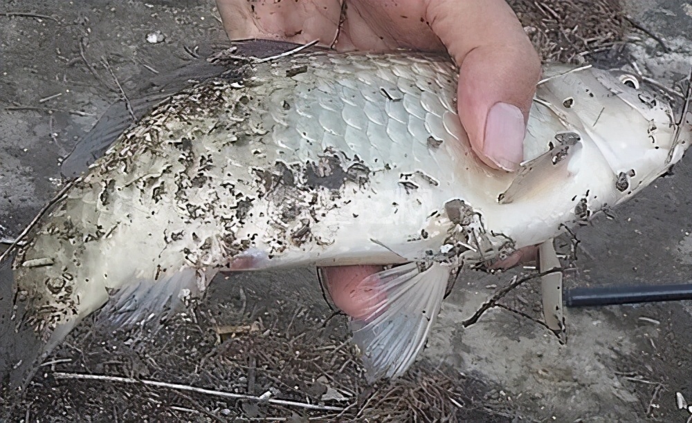 |只要学会这几招，串钩钓鱼，真的很容易