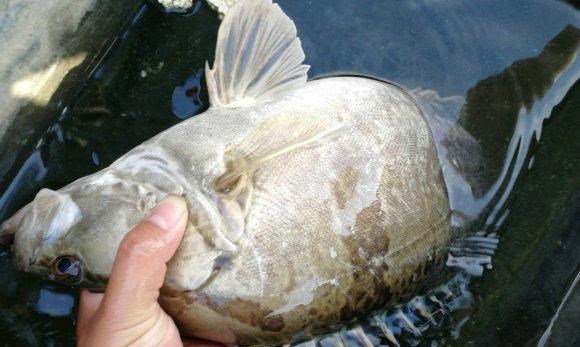 宓孤林|广州男子钓了条鳜鱼，竟剖出条鲫鱼，男子：臭烘烘，老婆非要丢了