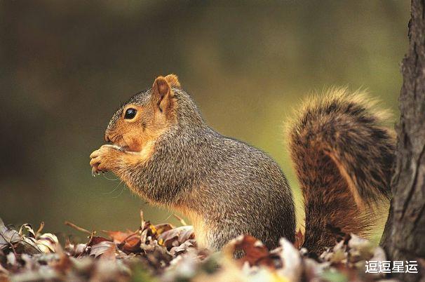 属鼠|生肖鼠:“鼠鼠鼠”的后半生,尤其是72年的属鼠人,人老了指望谁