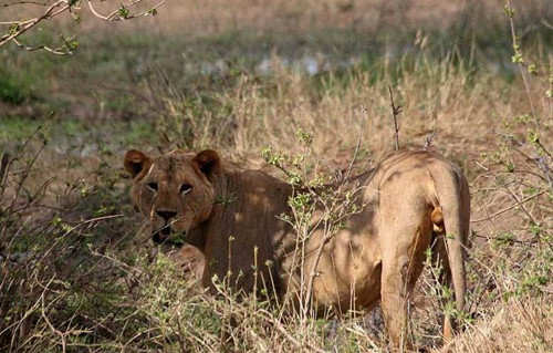 贵州 非洲食人狮：进化到无鬃毛，一年吞掉135个印度人，5颗子弹打不死