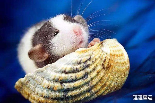 属鼠|生肖鼠:“鼠鼠鼠”的后半生,尤其是72年的属鼠人,人老了指望谁