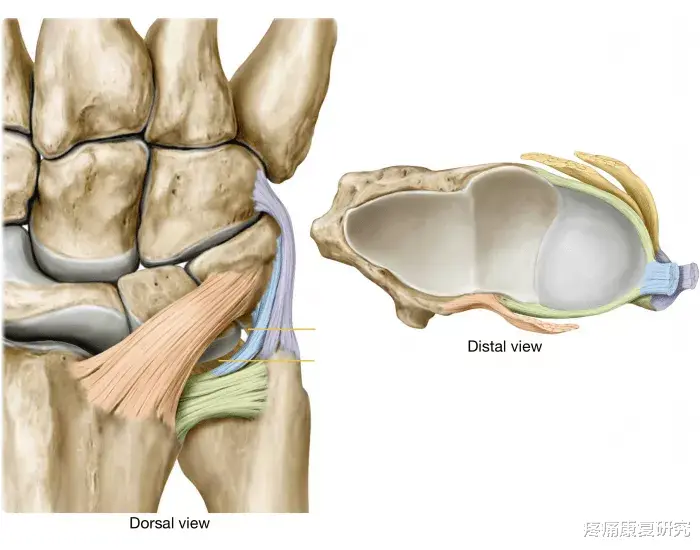 便秘|三角纤维软骨损伤与康复治疗