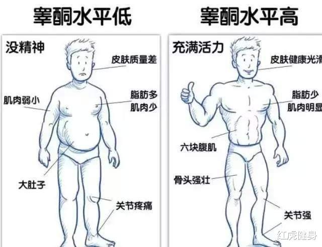 健身|为什么很多经常进行大重量健身的肌肉男,反而睾酮素水平低?