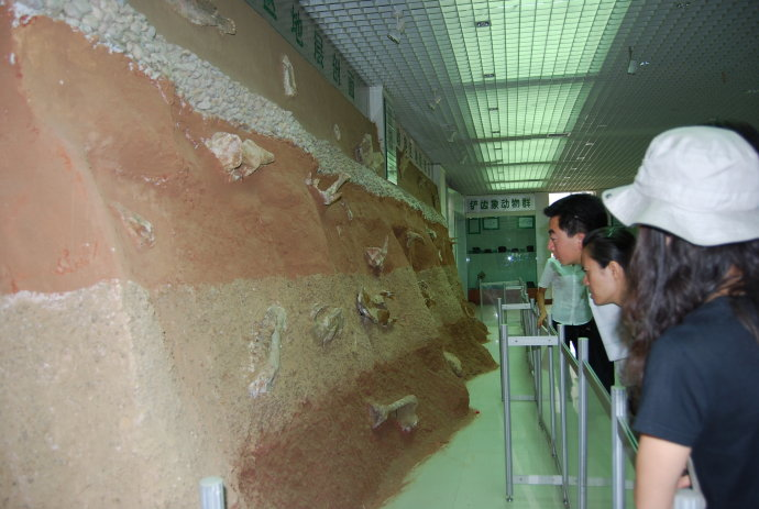 癌细胞 和政古动物化石博物馆:一部描绘自然生命的万卷书