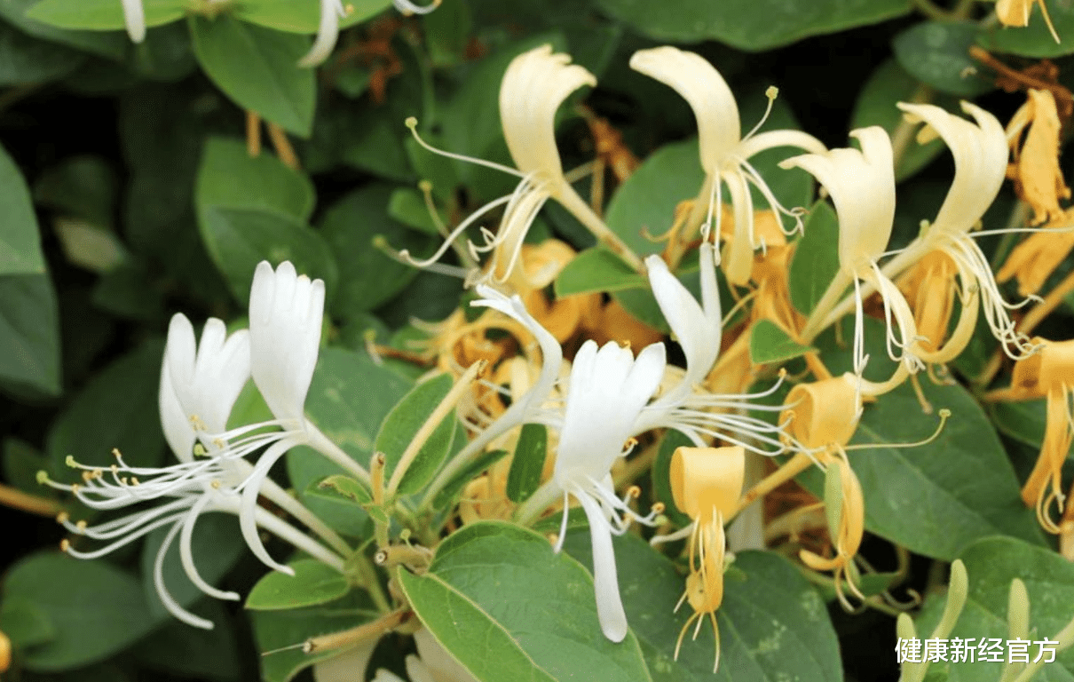 健康新经官方|吃一次等于8斤金银花，呼吸科主任直言：你若爱吃，慢慢养成“婴儿肺”