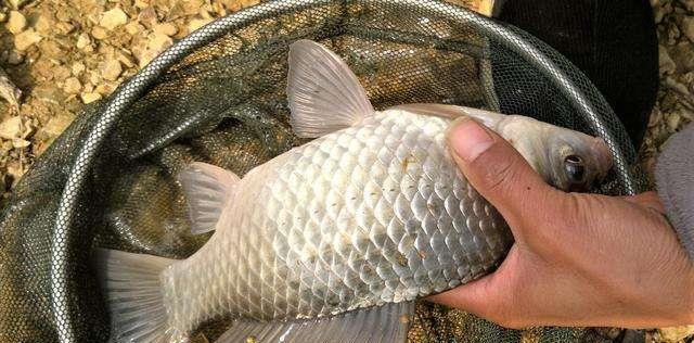 饵料|钓鱼人经常挂在嘴边的3句话，透露出太多的酸和无奈！