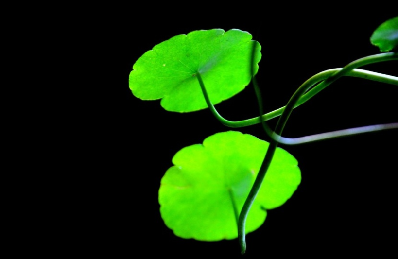 孟尝君|人过五十，难得糊涂