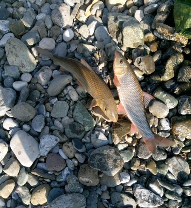 |它生活在山区激流中，摸着软软的特别细腻肥美，当地人叫“漏鱼”