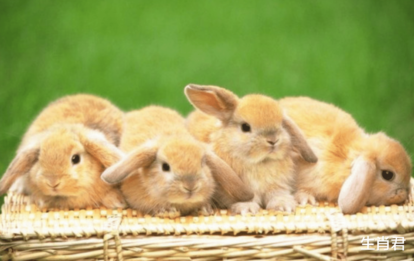 属兔|滴水穿石，属兔人在职场中数十年如一日的打拼，终将收获满满