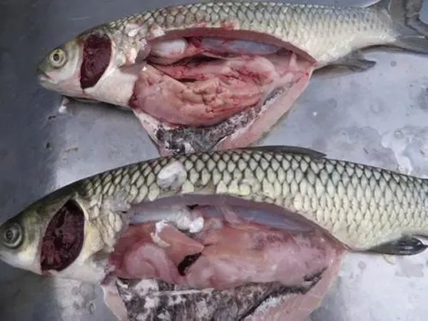 开春鱼瘟爆发，越冬期间保健很重要，这几点要注意