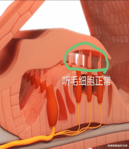 加利福尼亚大学 大部分老人的“耳背”都与这个“细胞”有关，因为它只有一次生命