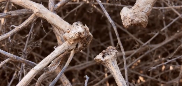 科学家 风滚草入侵全球，在美、澳肆意生长，为何在我国却很少？