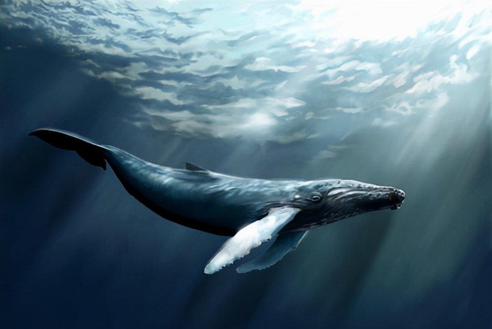 科学家 900米深海拍到美人鱼，有图有视频，美人鱼存在的证据找到了？