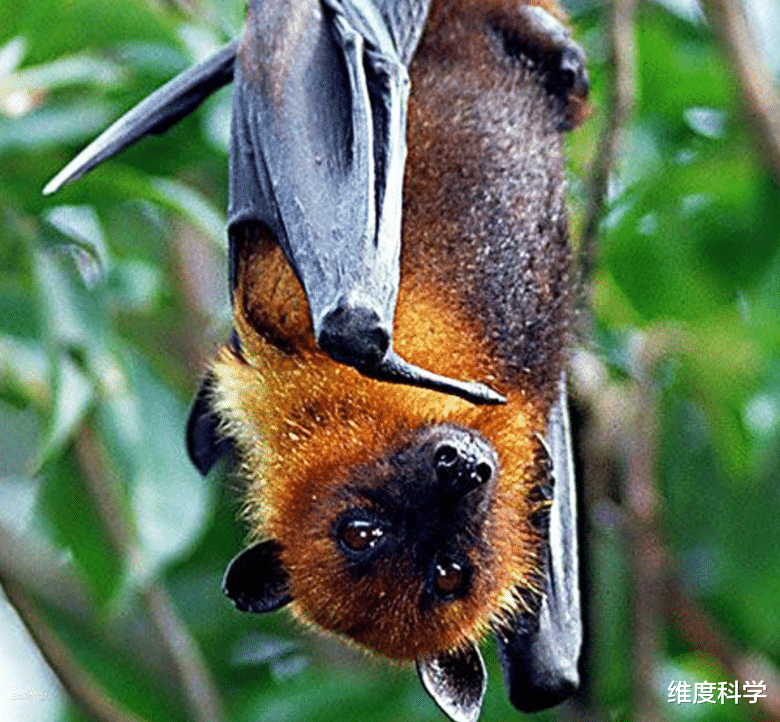 蝙蝠 关岛曾出现神秘疾病，科学家几经辗转发现，与当地的一种蝙蝠有关