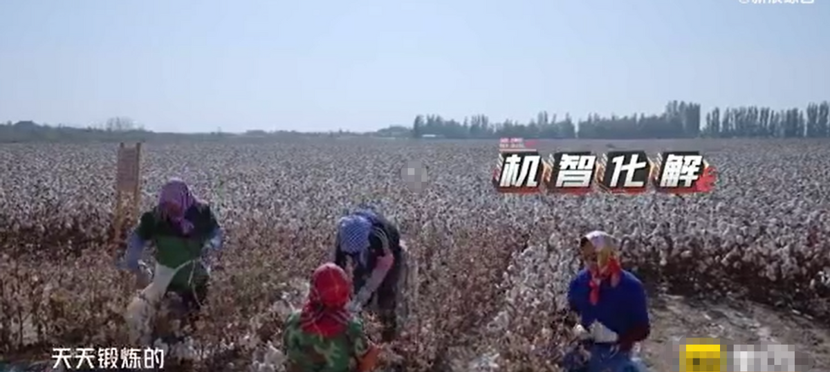 张智霖|50岁的张智霖下田采棉花！身上挎塑料袋接地气，调侃老婆嗓门大