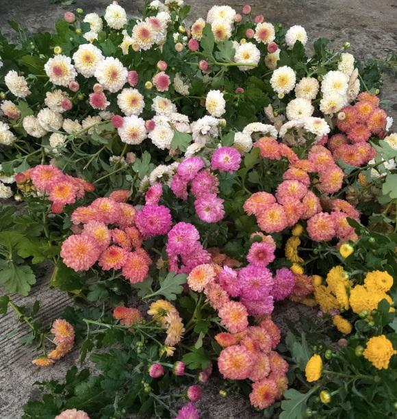 向阳园艺|看到别人养的花，是不是羡慕了？现在养也不晚，还能欣赏1个月