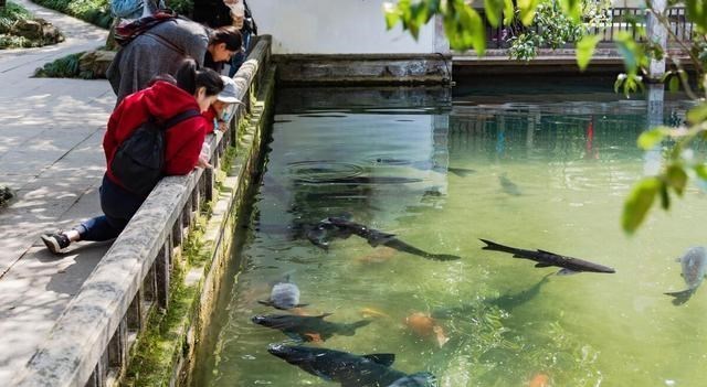 |青鱼的悲哀：吃不了玩不起，因无节制的野蛮生长而沦为“废柴”