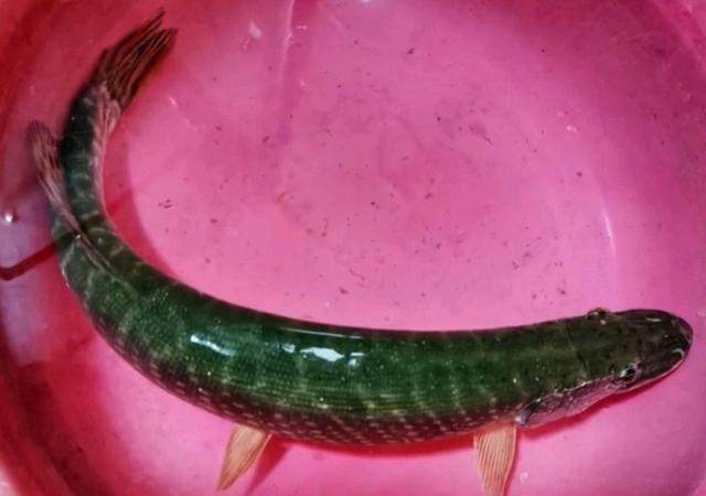 常州|江苏钓鱼人解锁“新鱼种”，网友疑问：“常州还有狗鱼”？