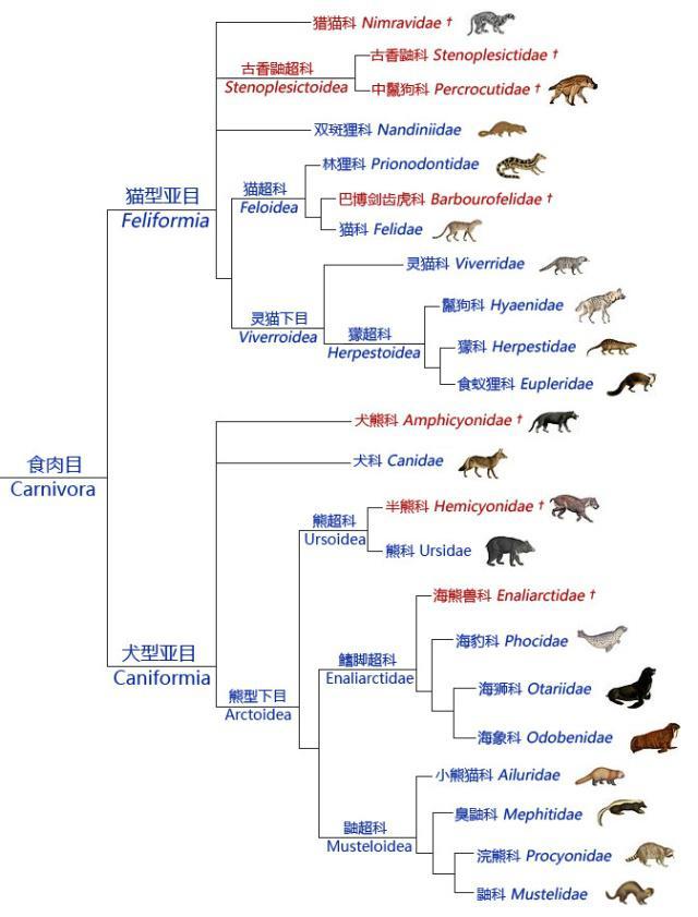 物种入侵 世人对鬣狗存在着哪些误解?
