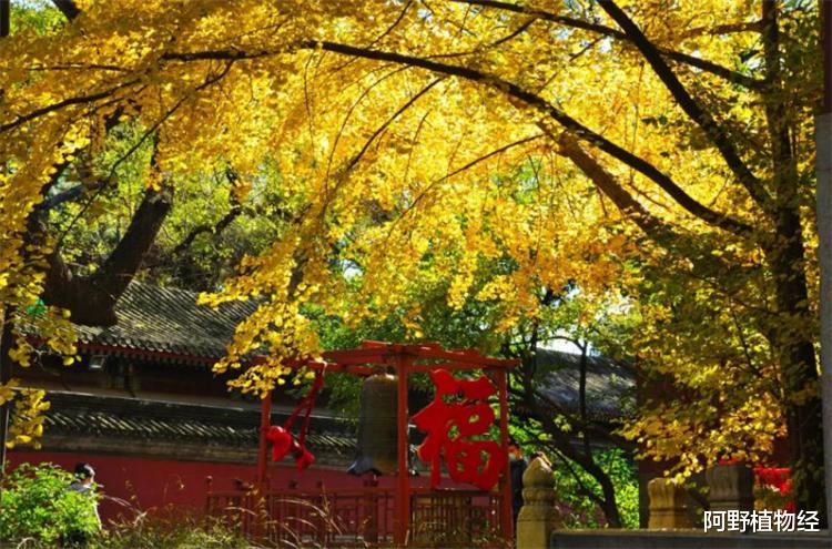 植物活化石有哪几种?全世界约200多种,中国特有8大活化石树种