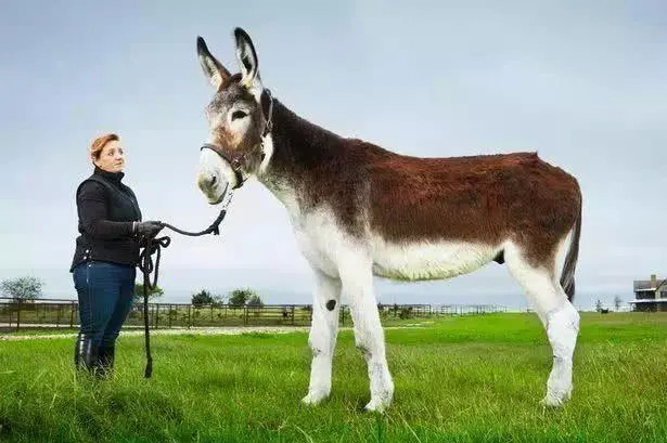  32个“稀奇古怪”的吉尼斯纪录，看完感觉又长见识了