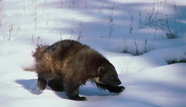  灭绝物种“金刚狼”消失100年后再现身，这是好事？还是环境预兆