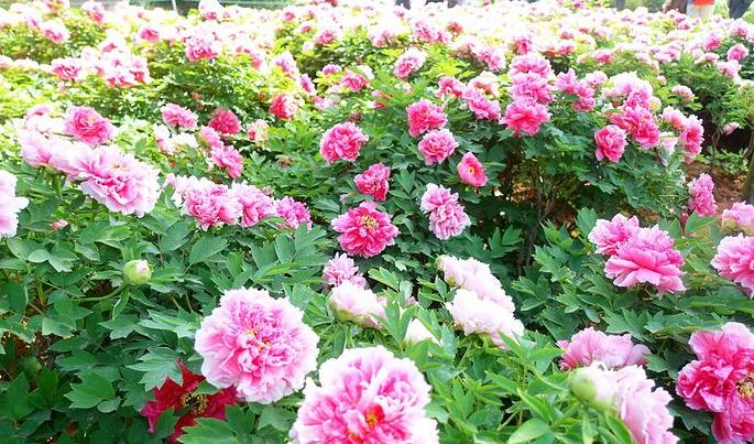 京跃伟哥|3种“吉利花”，越养越贵，能活上百年，给再多钱也不换