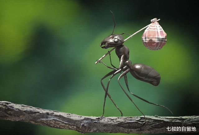 蚂蚁帝国 假如“蚁后”死了，剩下的蚂蚁怎么办？