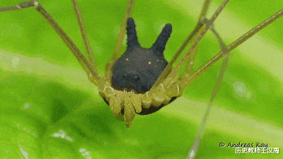 蜘蛛 物种界的泥石流：不是蜘蛛的蜘蛛，不是蚂蚁的蚂蚁