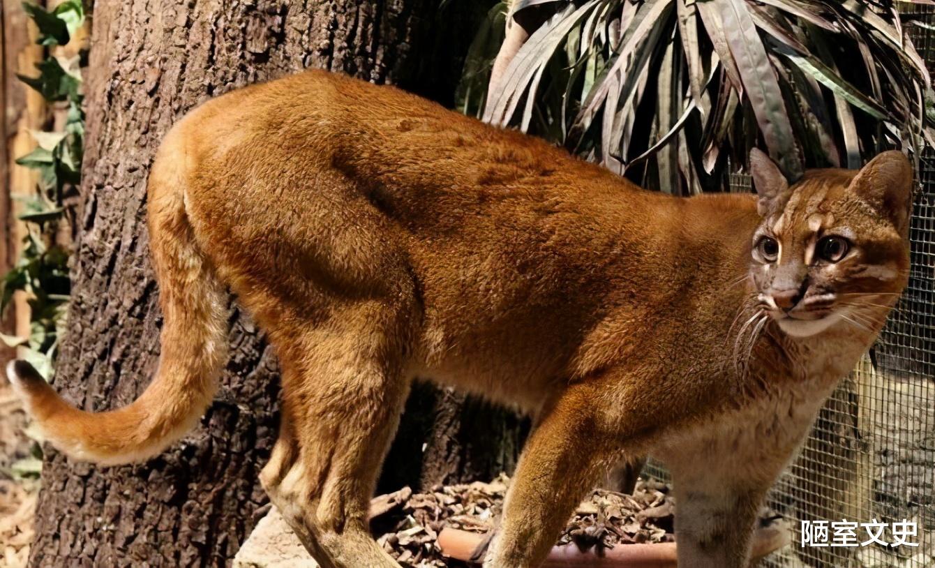 老虎|传说中的“彪”是啥？真能捕杀老虎？2005年后我国仅拍到3次彪