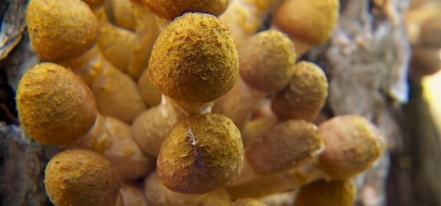 太空 科学家猜测，地球可能是一个“活着的生物”，人类则是“细菌”？