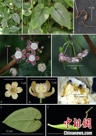 光明网视频 湖北发现特有珍稀植物 保护级别暂定为极危等级